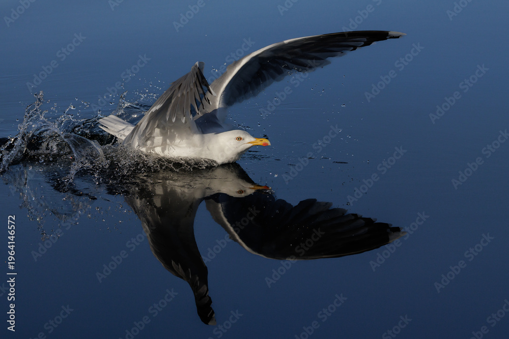 Fototapeta premium Silbermöwe (Larus argentatus)