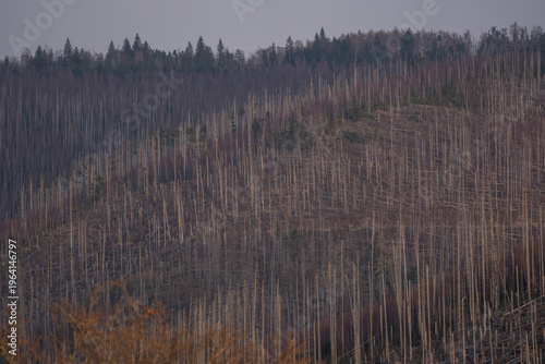 Photos Harz National Park, nature reserve in the Germany, Park has suffered from bark beetle outbreaks as well as acid rain and other environmental problems
