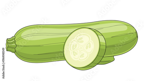Hand drawn illustration of a fresh whole light green zucchini squash and a circular slice showing the inner seeds and pulp.