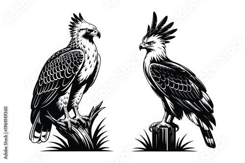 Tableau sur toile Majestic harpy eagles perched on branches vector art with black and white
