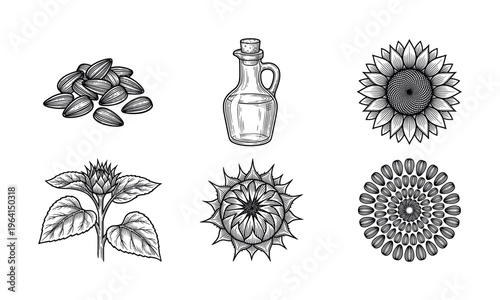 A set of hand-drawn sunflower illustrations in a vintage engraving style. Includes flower, plant, seeds, and oil bottle. For organic packaging or botanical design.