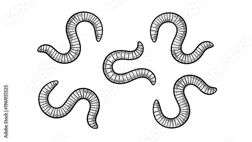 Hand-Drawn Earthworms Set. Vintage Style Wiggling Worm Illustrations for Garden, Fishing Bait, and Compost.