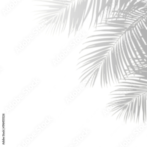 Palm Leaf Shadows on Empty Background