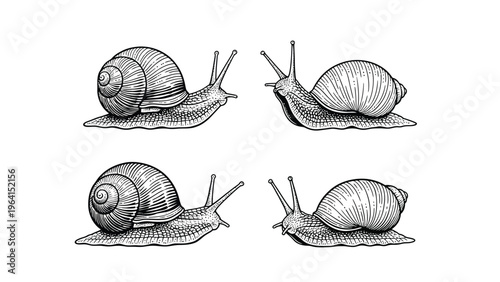 Vintage Engraving Snails Set. Detailed Hand Drawn Monochrome Illustrations of Garden Snails.