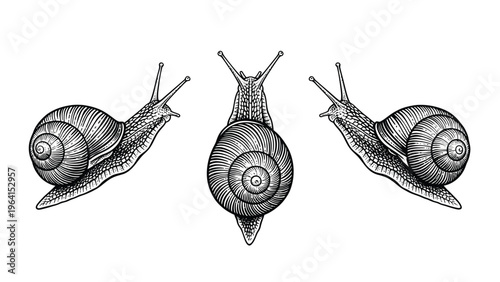 Detailed Engraving Style Snails Illustration. Hand-Drawn Mollusks from Various Angles in Black and White Vintage Art