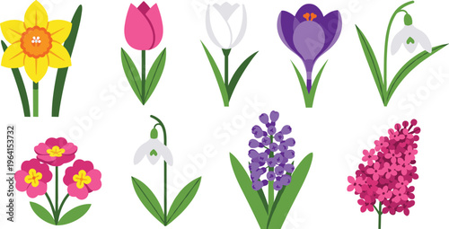 Spring Flower Collection Featuring Daffodils, Tulips, Crocus, Snowdrops, Primroses, and Hyacinths for Seasonal Garden Illustrations