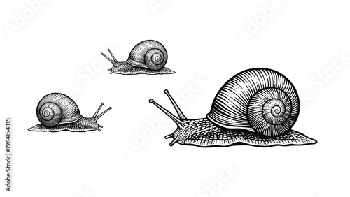 Three Snails Engraving Illustration. Detailed Black and White Hand-Drawn Gastropods Isolated on White Background.
