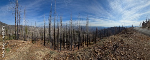 Upside Down Panoramic Burned Forest Under Blue Sky