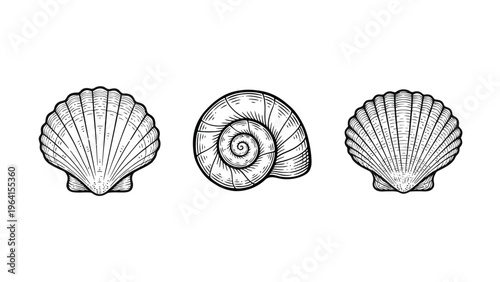 Vintage Engraving Seashells Set. Hand Drawn Scallop and Spiral Shell Illustrations