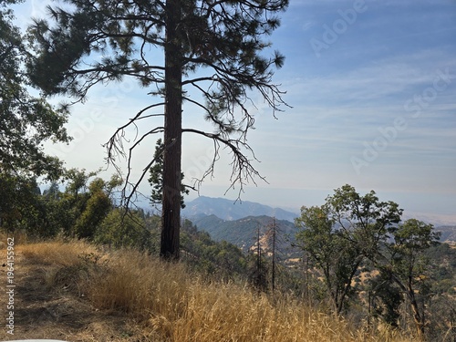 Pine Tree Overlooking Mountain Valley Landscape