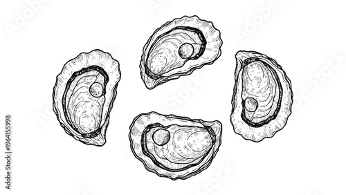 Vintage Hand-Drawn Oysters with Pearls Illustration. Elegant Marine Life Sketch for Seafood and Luxury Themes