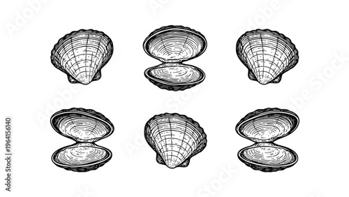 Vintage Scallop Seashells Engraving Set. Hand-drawn marine shells, open and closed, isolated on white background.