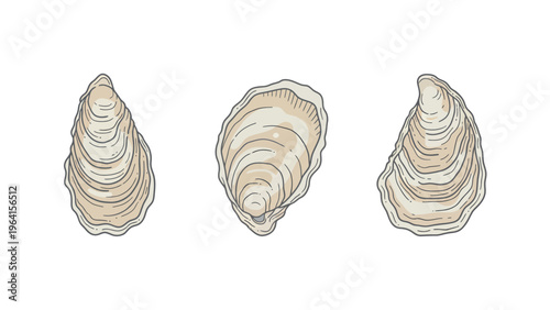 Set of three illustrated oyster shells in engraved style on white background