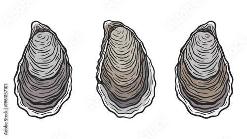 Hand-drawn Oysters or Mussels Illustration Set. Seafood Mollusk Shells in Vintage Engraved Style.
