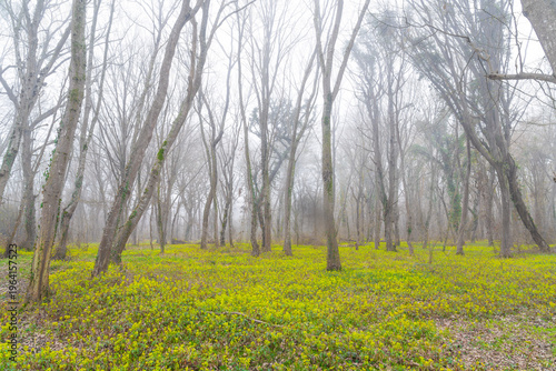 Bare foggy spring forest with the first green plants