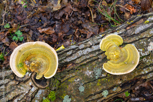 Ganoderma curtisii also known as golden reishi mushroom with yellow and brown color on a old tree trunk