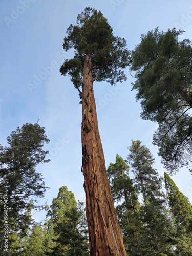 Looking up at a towering redwood tree canopy