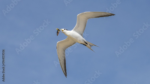 Greater Crested Tern on Lady Elliot Island, Queensland, Australia