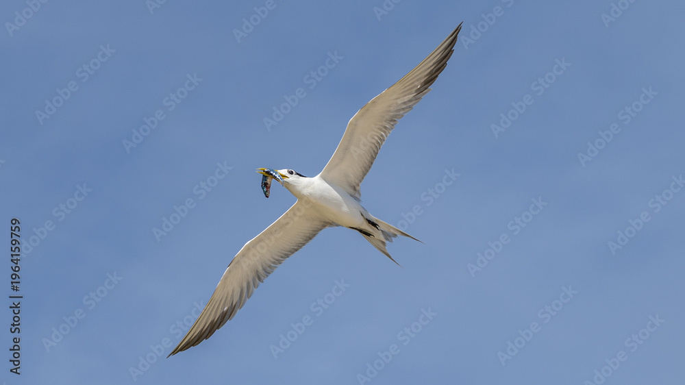 Fototapeta premium Greater Crested Tern on Lady Elliot Island, Queensland, Australia