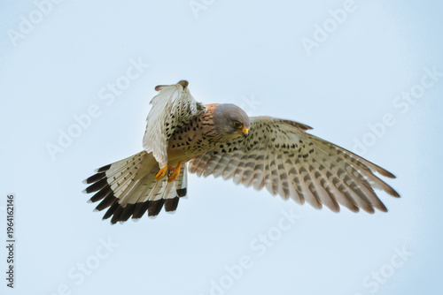 Kestrel on the hunt