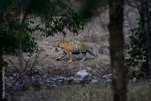 Bengal Tiger Walking Through the Jungle in Ranthambore National Park in India