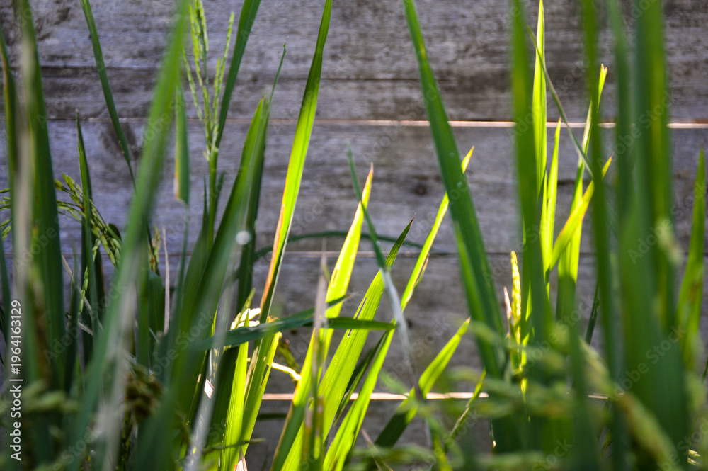 Obraz premium Paddy rice plants with green leaves and golden stalks under natural sunlight. Rustic wooden fence background. Agricultural rural scenery with bokeh effect.