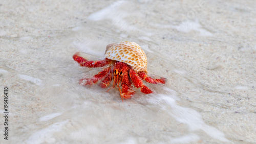 Картината върху платно Red Hermit Crab entering the water on Lady Elliot Island, Queensland, Australia