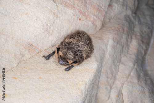 Obraz na plátne The northern bat (Eptesicus nilssonii)