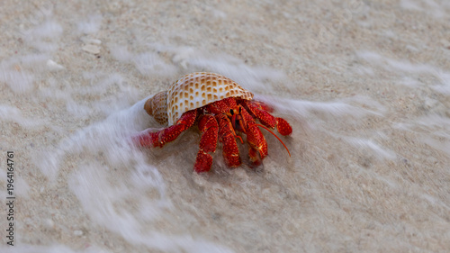 Fotografie Red Hermit Crab entering the water on Lady Elliot Island, Queensland, Australia