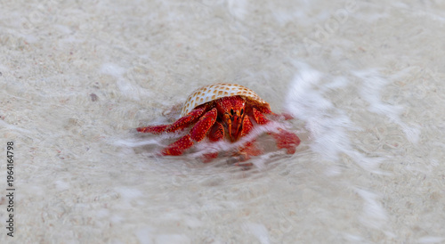 Obraz na plátně Red Hermit Crab entering the water on Lady Elliot Island, Queensland, Australia