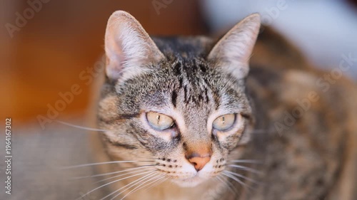 Close-Up Portrait Of A Curious Tabby Cat Looking Up With Bright Eyes And Whiskers