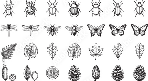Illustrative collection of Insects, Butterflies, and Botanical elements for detailed design. showcasing the beauty of nature.