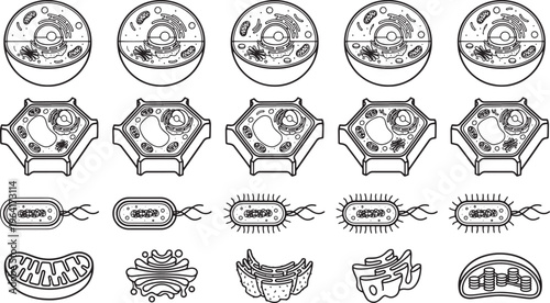 An educational illustration of a collection of cell structures, designed for educational or scientific purposes.