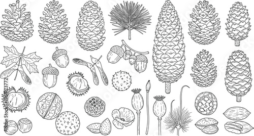 Forest Pine Cones Acorns Seeds Leaves and Botanical Elements Line Art Collection for Nature Illustration Woodland Design Projects Educational Materials and Autumn Vector Sets
