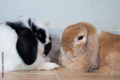 Adorable pair of rabbits sitting close together on indoor floor, soft fur texture and calm mood, pet animal friendship concept.