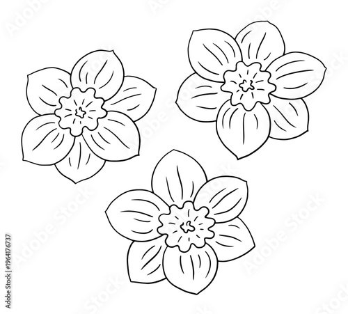 Hand-drawn daffodil flowers