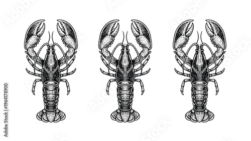 Three detailed lobster illustrations in vintage engraving style, isolated on white background. Seafood crustacean art.
