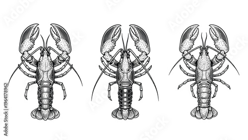 Three detailed lobster illustrations in vintage engraving style. Black and white marine animal sketch.