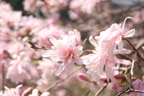 神奈川県松田町寄（ﾔﾄﾞﾘｷ）の風景。桜。