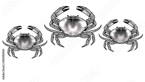 Grayscale Crab Illustrations Set. Detailed hand-drawn crustaceans in monochrome on white background.