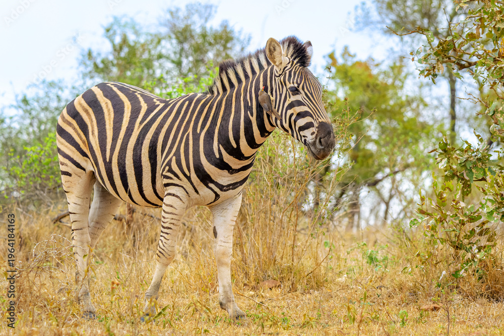 Naklejka premium Plains Zebra (Equus quagga) on savanna with red-billed oxpecker (Buphagus erythrorynchus), Kruger National Park, Mpumalanga, South Africa.