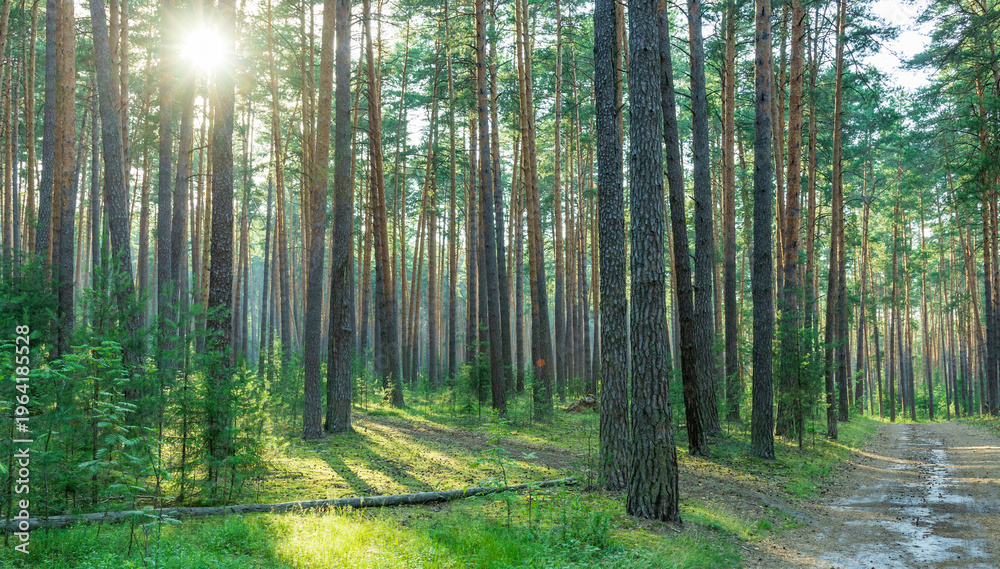 Fototapeta premium Sunlight filters through tall pine trees