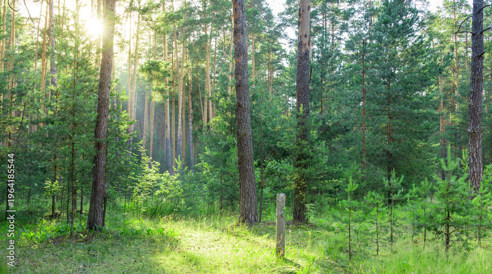 Obraz premium Sunlight filters through tall pine trees