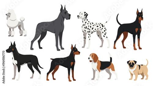 Diverse collection of various dog breeds presented in different standing poses, including poodles, Great Danes, Dalmatians, Dobermans, Beagles, and Pugs.