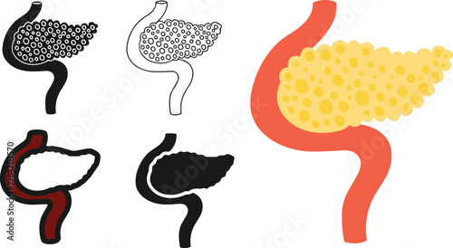 Pancreas anatomy illustration set, human digestive organ with islets structure, medical diagram in outline and colored styles, healthcare vector isolated on white background