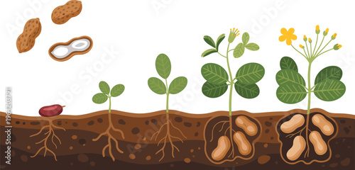 Peanut plant growth stages illustration, underground root development with pods, agricultural lifecycle diagram, botanical process vector showing germination to mature crop isolated background