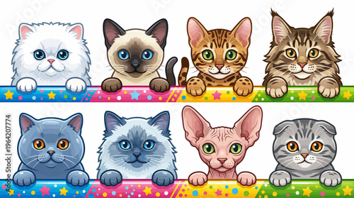 Cute Cartoon Cat Breeds Illustration Featuring Persian Siamese Bengal Maine Coon British Shorthair Ragdoll Sphynx and Scottish Fold Peeking Over Colorful Borders.
