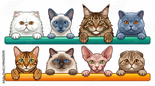 Cute cartoon cats of different breeds like Persian, Siamese, Maine Coon, and Sphynx peeking over colorful bars on a clean white background vector illustration.