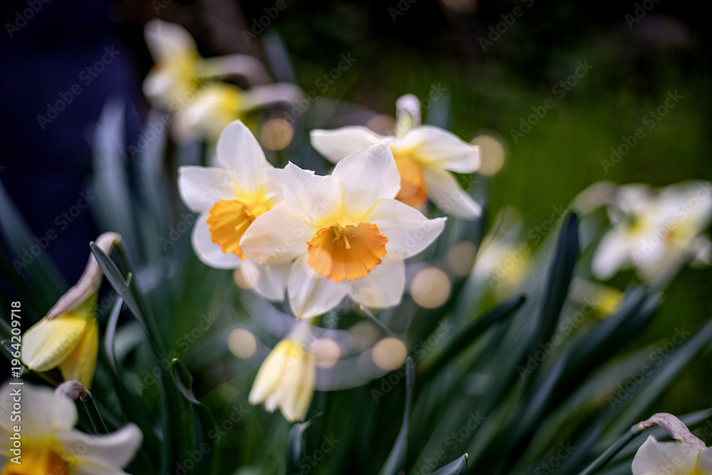 Fototapeta premium fiori primaverili, gelsomino