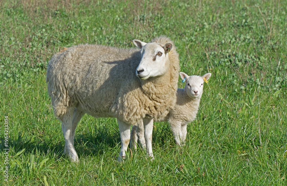 Fototapeta premium Sheep in field Ewe and Lamb